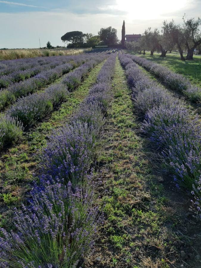 Tenuta Di Pontesodo モンタルト・ディ・カストロ エクステリア 写真